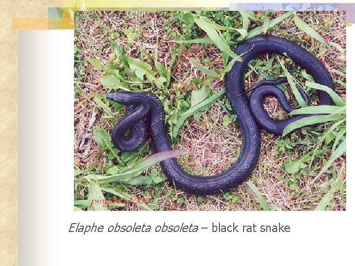 Elaphe obsoleta – black rat snake 