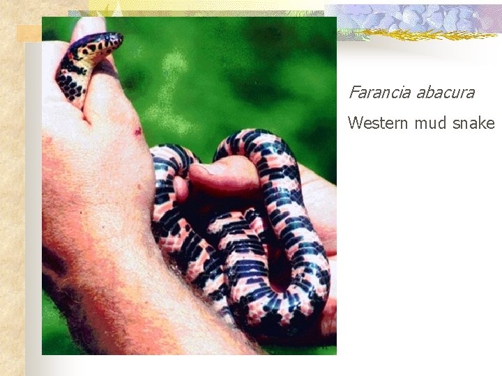 Farancia abacura Western mud snake 