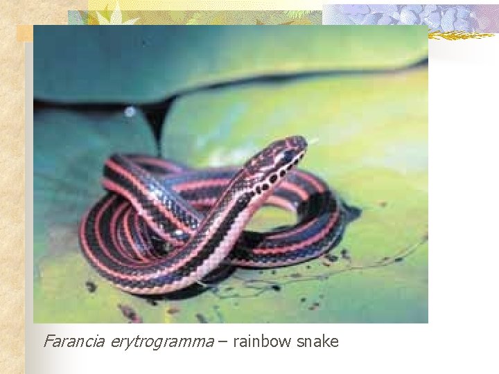 Farancia erytrogramma – rainbow snake 