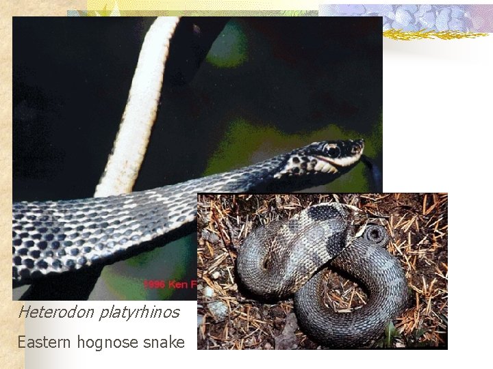Heterodon platyrhinos Eastern hognose snake 