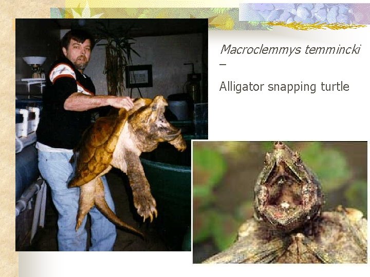 Macroclemmys temmincki – Alligator snapping turtle 