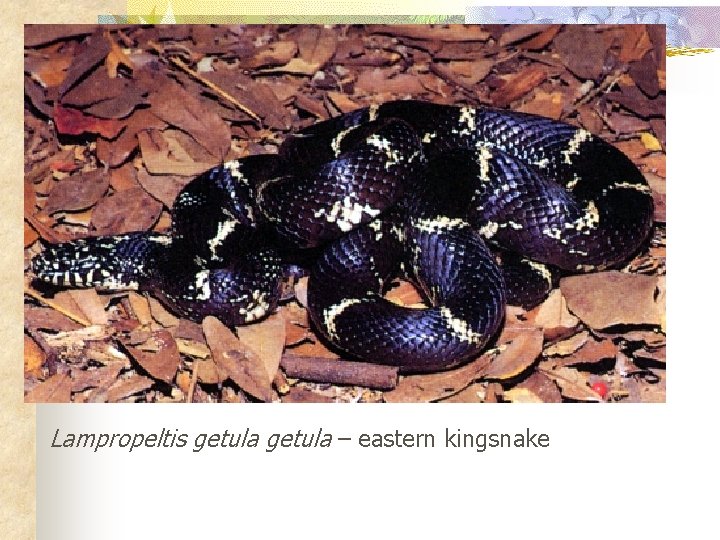 Lampropeltis getula – eastern kingsnake 
