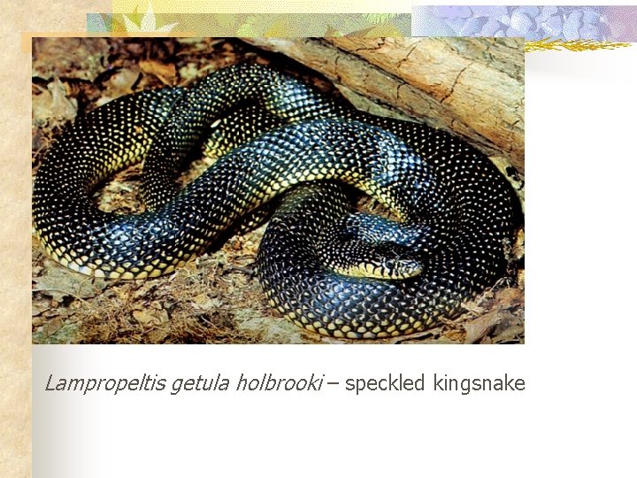 Lampropeltis getula holbrooki – speckled kingsnake 