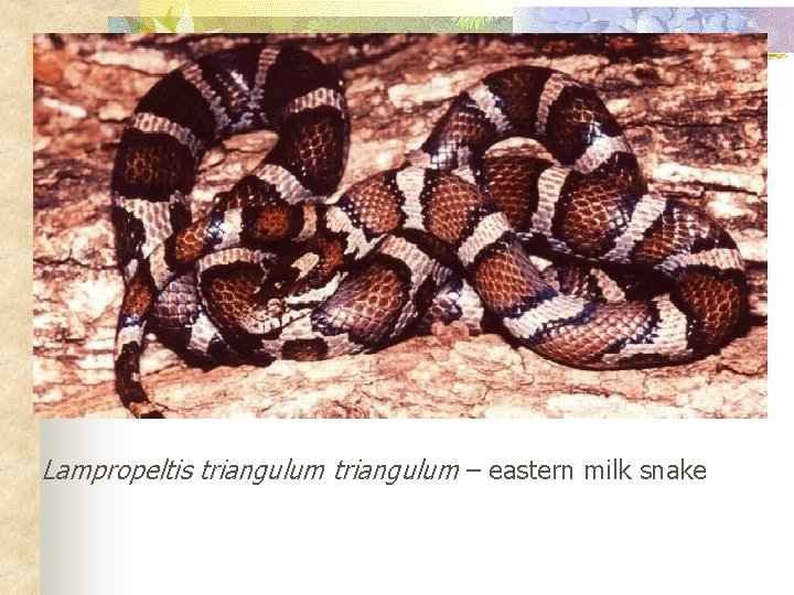 Lampropeltis triangulum – eastern milk snake 