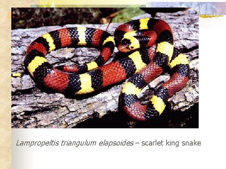 Lampropeltis triangulum elapsoides – scarlet king snake 
