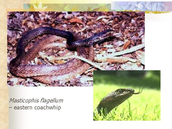 Masticophis flagellum – eastern coachwhip 