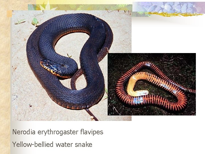 Nerodia erythrogaster flavipes Yellow-bellied water snake 
