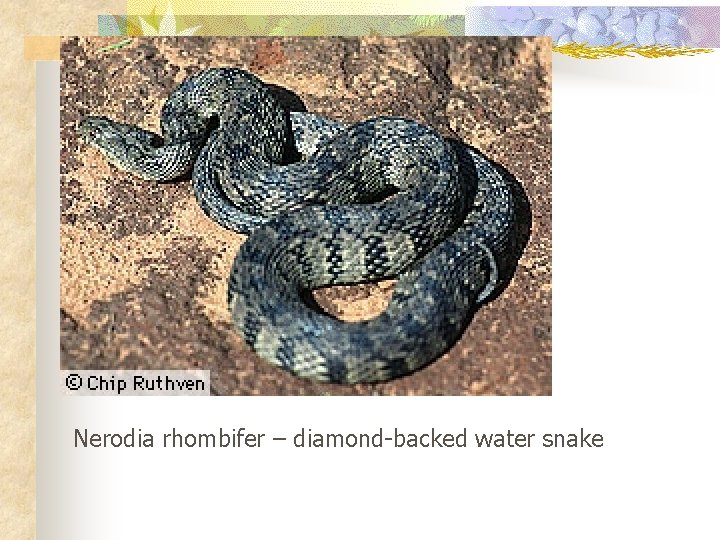 Nerodia rhombifer – diamond-backed water snake 