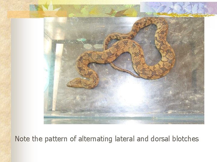 Note the pattern of alternating lateral and dorsal blotches 