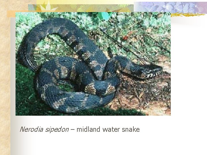 Nerodia sipedon – midland water snake 