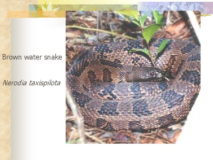 Brown water snake Nerodia taxispilota 