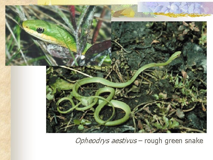 Opheodrys aestivus – rough green snake 