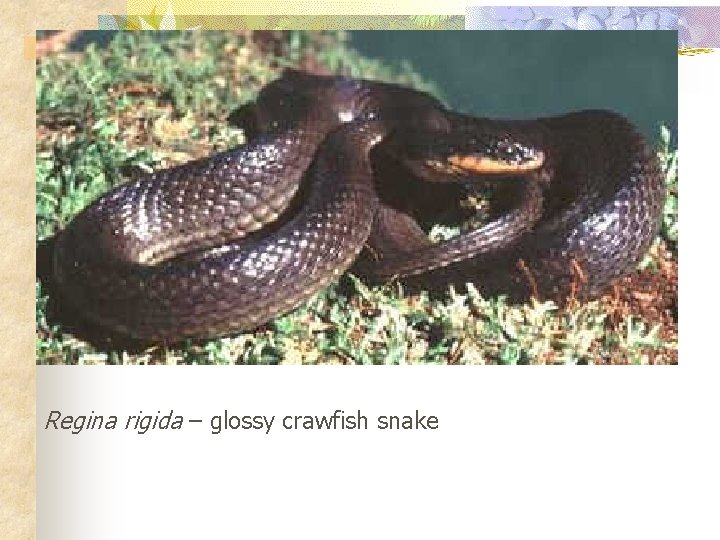 Regina rigida – glossy crawfish snake 