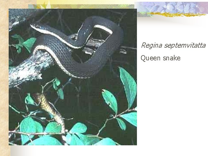 Regina septemvitatta Queen snake 