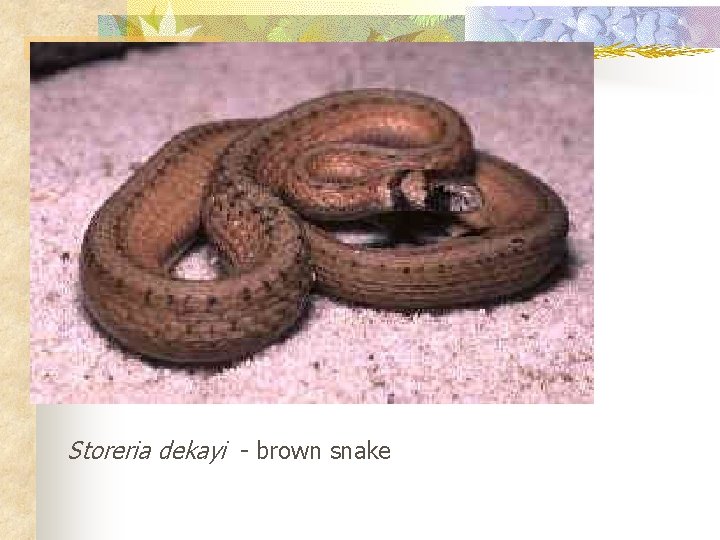 Storeria dekayi - brown snake 