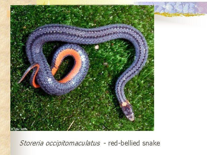 Storeria occipitomaculatus - red-bellied snake 