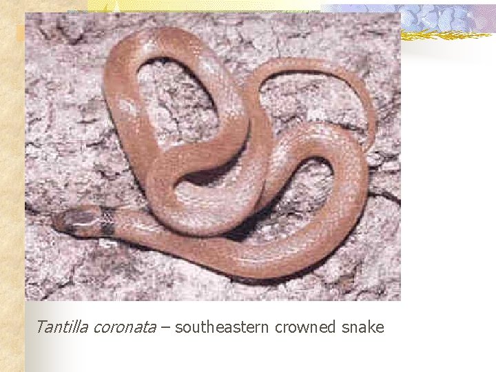 Tantilla coronata – southeastern crowned snake 