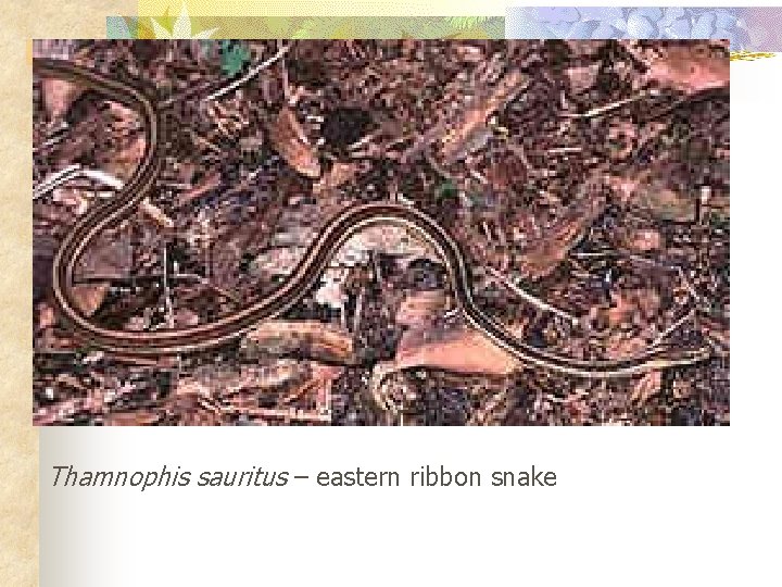 Thamnophis sauritus – eastern ribbon snake 