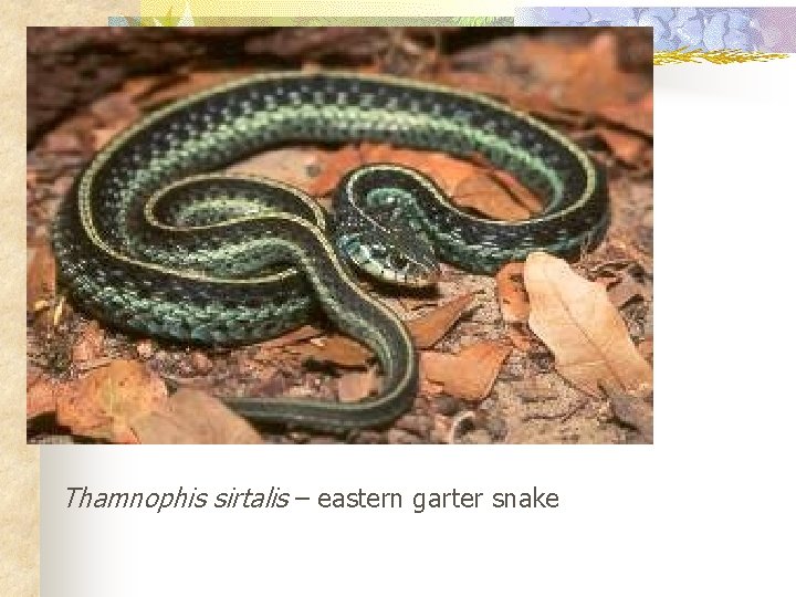 Thamnophis sirtalis – eastern garter snake 