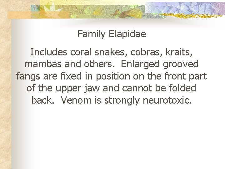 Family Elapidae Includes coral snakes, cobras, kraits, mambas and others. Enlarged grooved fangs are