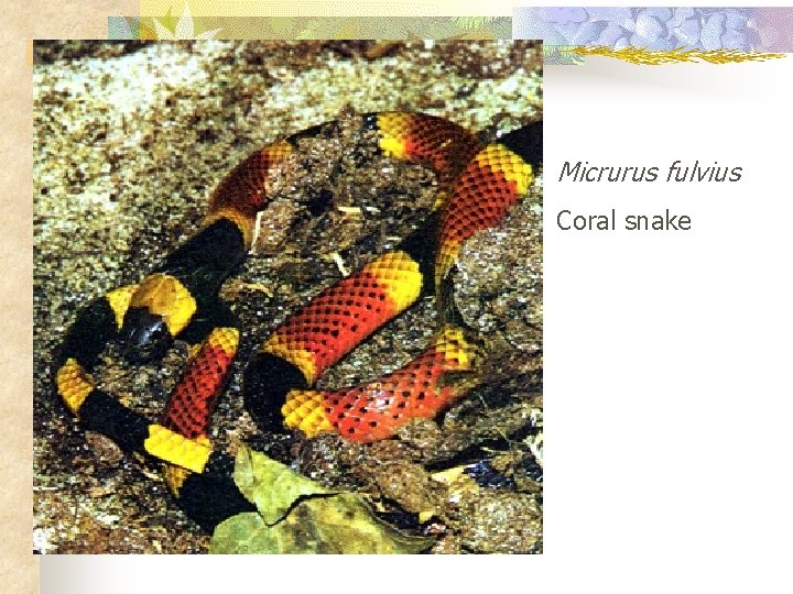 Micrurus fulvius Coral snake 