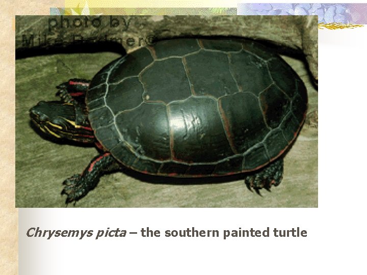 Chrysemys picta – the southern painted turtle 