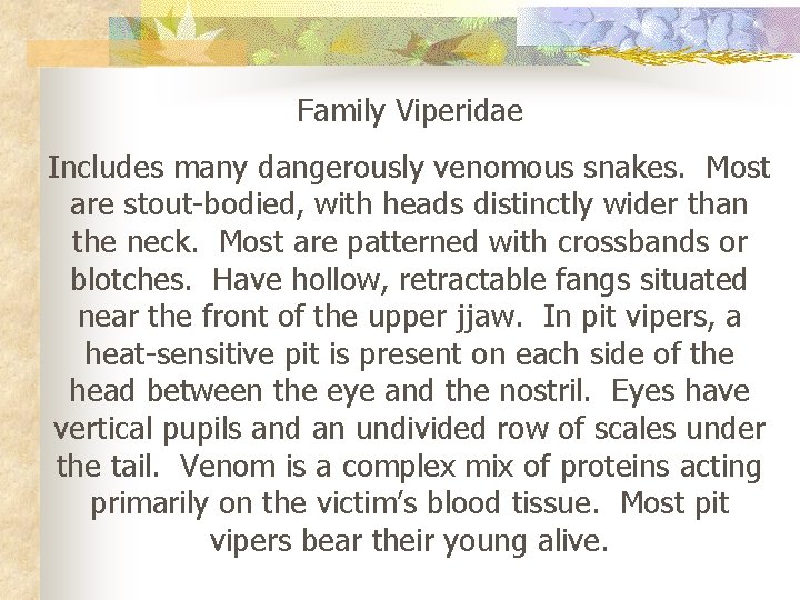 Family Viperidae Includes many dangerously venomous snakes. Most are stout-bodied, with heads distinctly wider