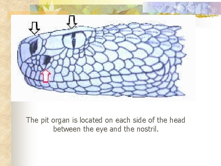 The pit organ is located on each side of the head between the eye