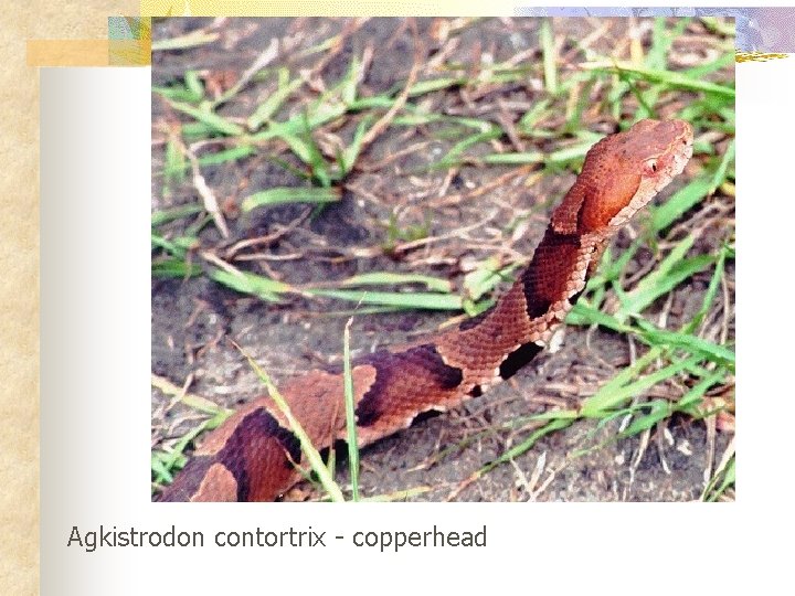 Agkistrodon contortrix - copperhead 