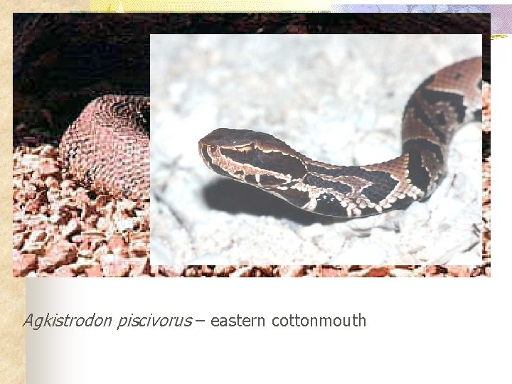 Agkistrodon piscivorus – eastern cottonmouth 
