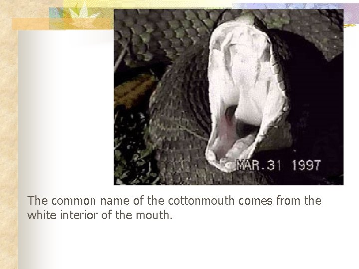 The common name of the cottonmouth comes from the white interior of the mouth.