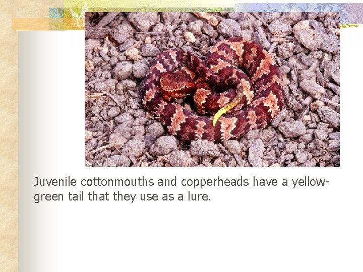 Juvenile cottonmouths and copperheads have a yellowgreen tail that they use as a lure.