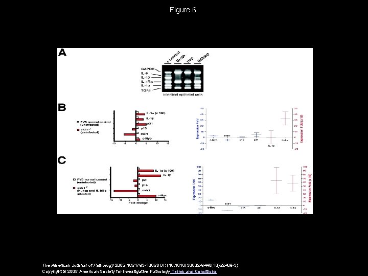 Figure 6 The American Journal of Pathology 2005 1661793 -1806 DOI: (10. 1016/S 0002