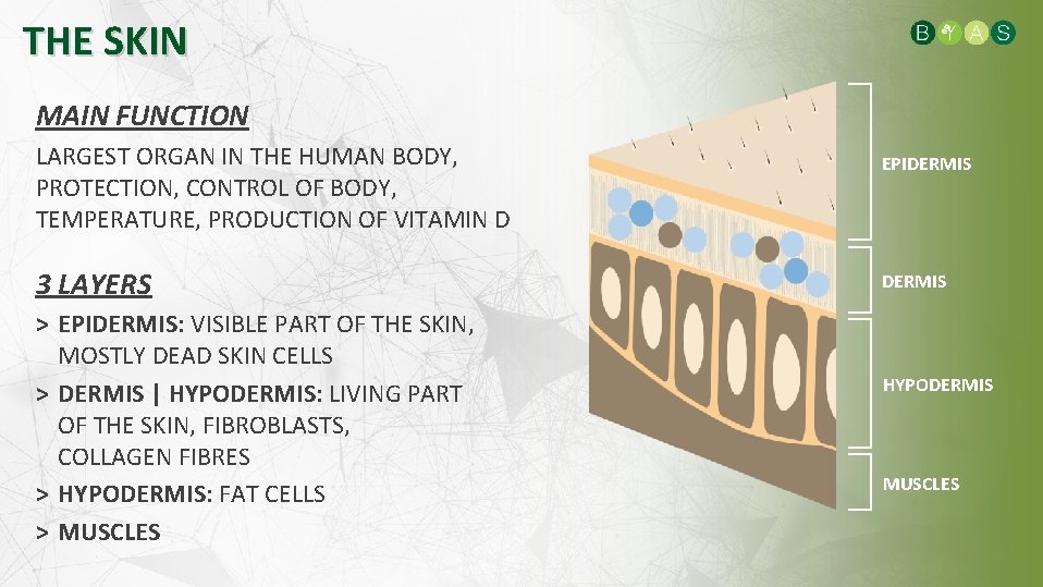 THE SKIN MAIN FUNCTION LARGEST ORGAN IN THE HUMAN BODY, PROTECTION, CONTROL OF BODY,