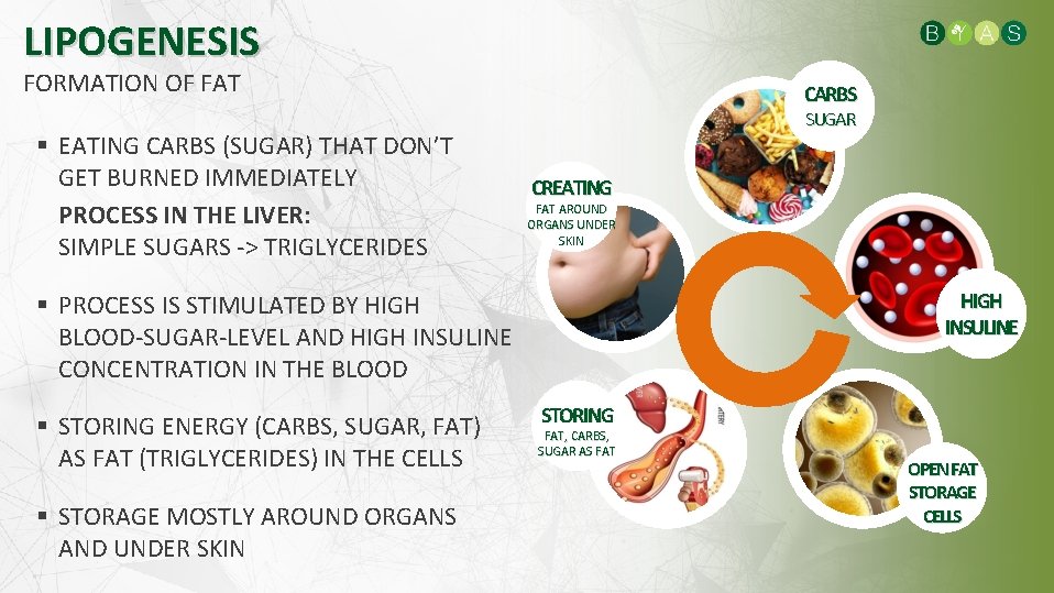 LIPOGENESIS FORMATION OF FAT EATING CARBS (SUGAR) THAT DON’T GET BURNED IMMEDIATELY PROCESS IN