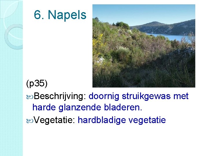 6. Napels (p 35) Beschrijving: doornig struikgewas met harde glanzende bladeren. Vegetatie: hardbladige vegetatie