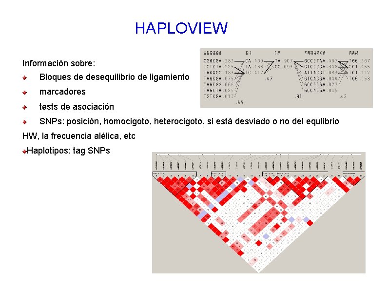 HAPLOVIEW Información sobre: Bloques de desequilibrio de ligamiento marcadores tests de asociación SNPs: posición,