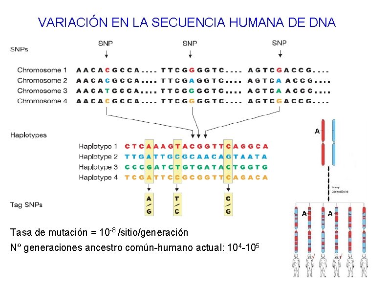 VARIACIÓN EN LA SECUENCIA HUMANA DE DNA Tasa de mutación = 10 -8 /sitio/generación VARIACIÓN EN LA SECUENCIA HUMANA DE DNA Tasa de mutación = 10 -8 /sitio/generación