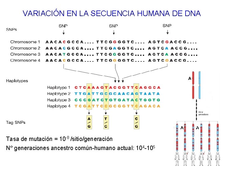 VARIACIÓN EN LA SECUENCIA HUMANA DE DNA Tasa de mutación = 10 -8 /sitio/generación