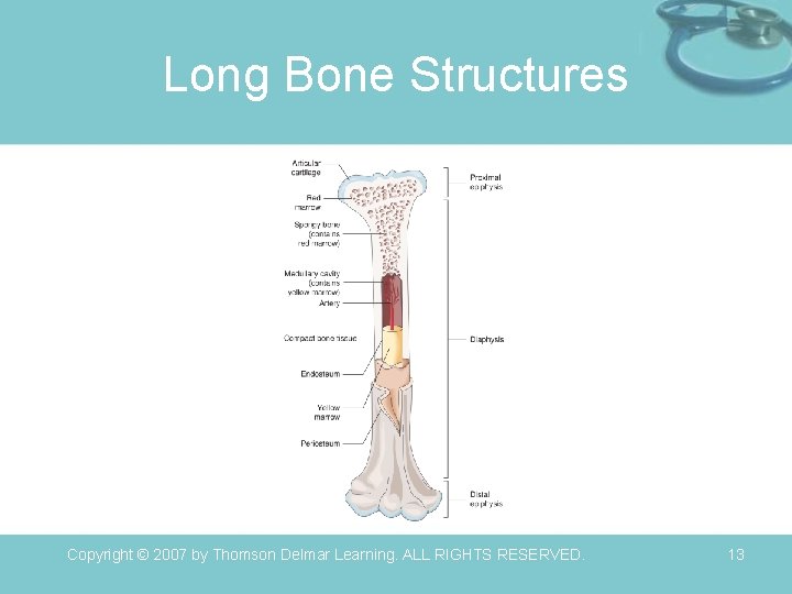 Long Bone Structures Copyright © 2007 by Thomson Delmar Learning. ALL RIGHTS RESERVED. 13