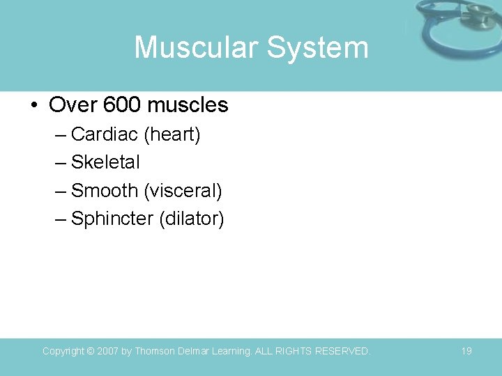 Muscular System • Over 600 muscles – Cardiac (heart) – Skeletal – Smooth (visceral)