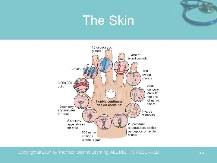 The Skin Copyright © 2007 by Thomson Delmar Learning. ALL RIGHTS RESERVED. 26 