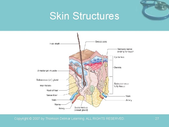 Skin Structures Copyright © 2007 by Thomson Delmar Learning. ALL RIGHTS RESERVED. 27 