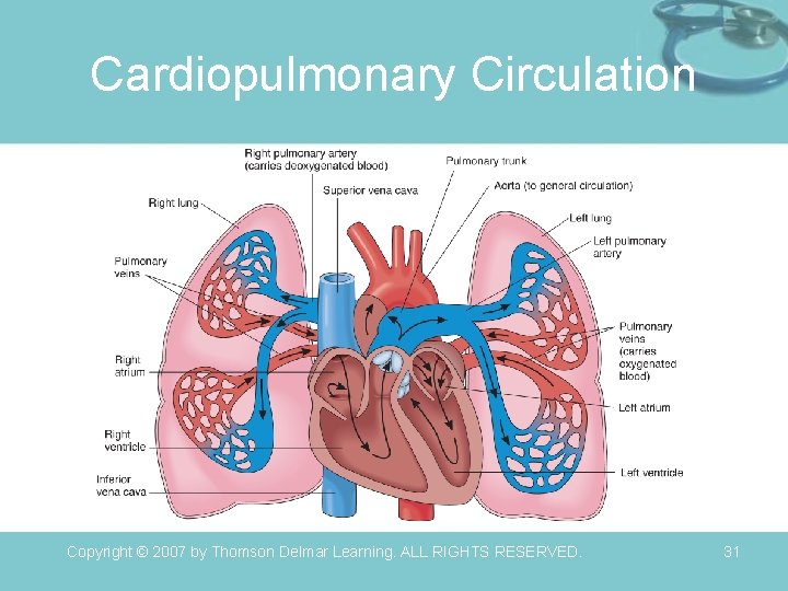 Cardiopulmonary Circulation Copyright © 2007 by Thomson Delmar Learning. ALL RIGHTS RESERVED. 31 