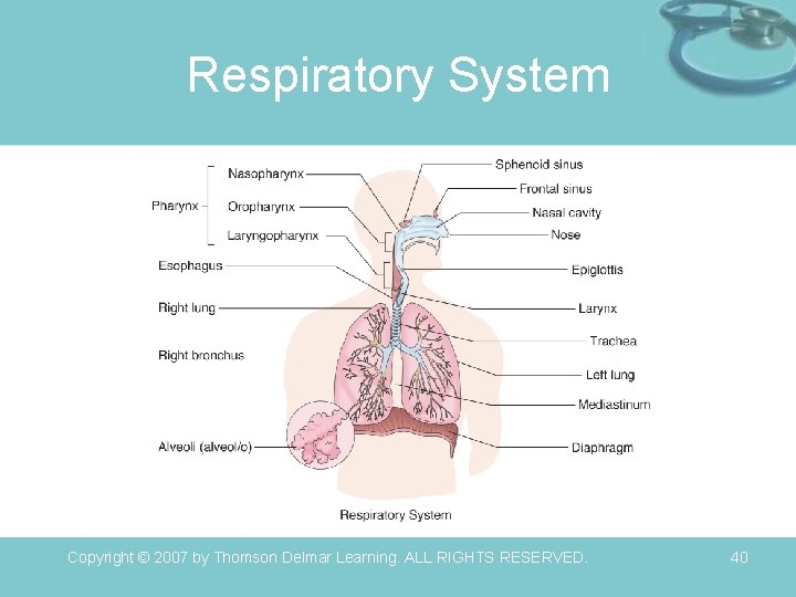 Respiratory System Copyright © 2007 by Thomson Delmar Learning. ALL RIGHTS RESERVED. 40 