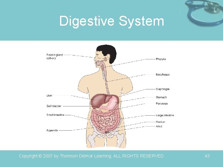 Digestive System Copyright © 2007 by Thomson Delmar Learning. ALL RIGHTS RESERVED. 43 