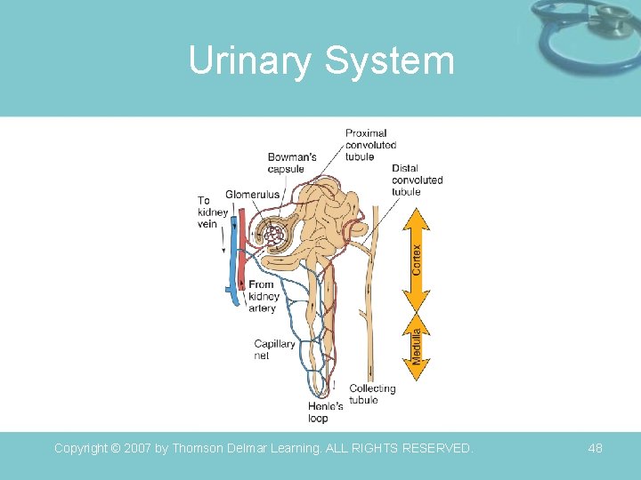 Urinary System Copyright © 2007 by Thomson Delmar Learning. ALL RIGHTS RESERVED. 48 