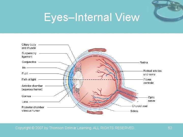 Eyes–Internal View Copyright © 2007 by Thomson Delmar Learning. ALL RIGHTS RESERVED. 52 