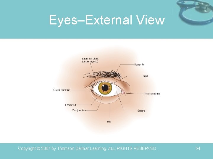 Eyes–External View Copyright © 2007 by Thomson Delmar Learning. ALL RIGHTS RESERVED. 54 