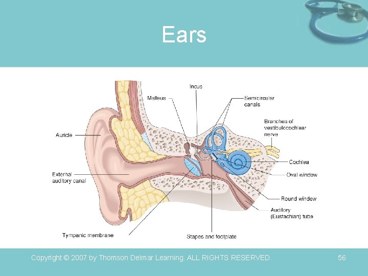 Ears Copyright © 2007 by Thomson Delmar Learning. ALL RIGHTS RESERVED. 56 